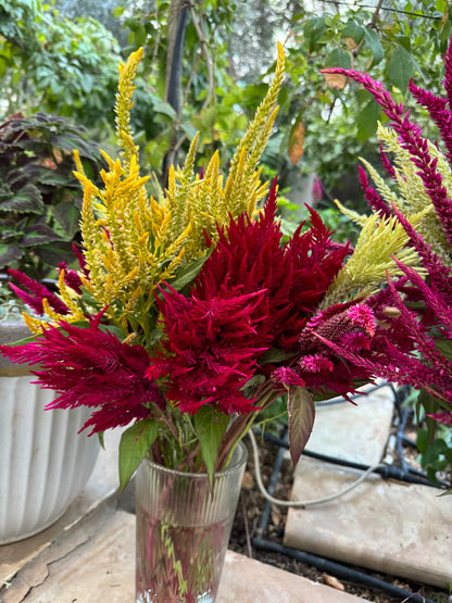 Celosia Mix