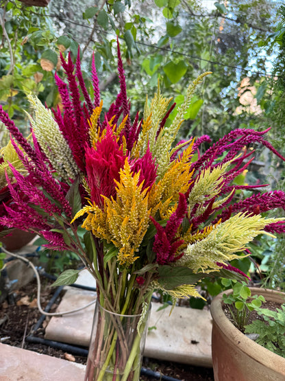 Celosia Mix