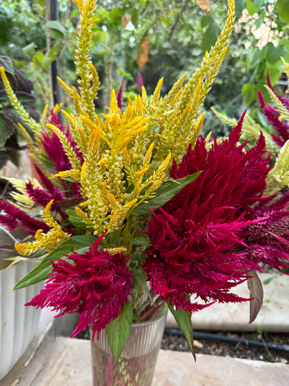 Celosia Mix