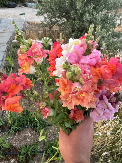 باقة ازهار