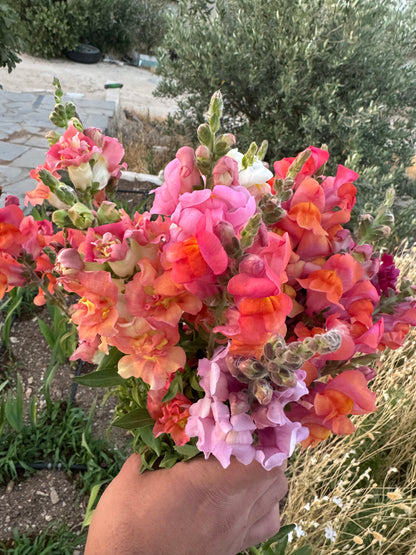 باقة ازهار