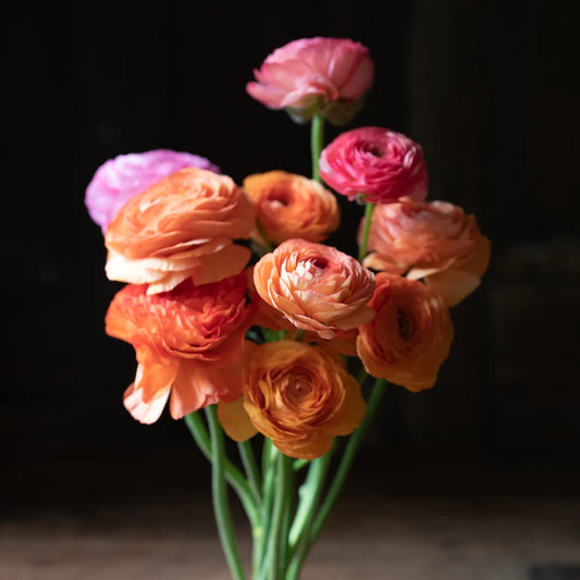 Tecolote Salmon Ranunculus