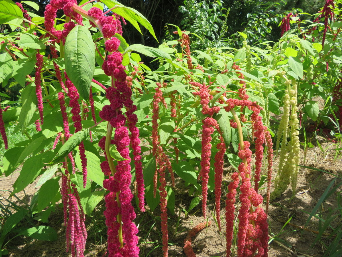 Amaranth Mix