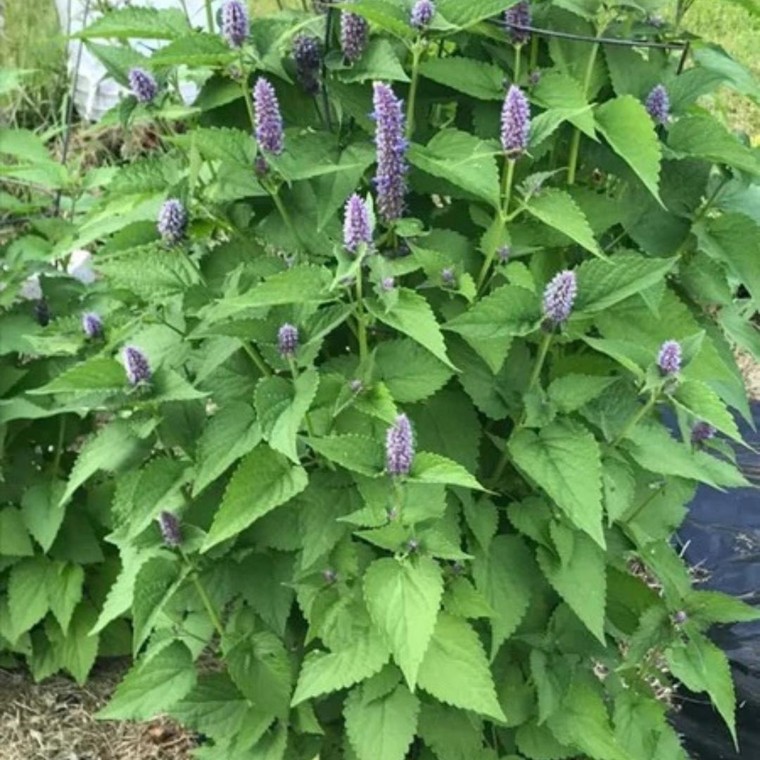 Anise Hyssop Seeds