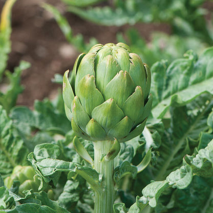 Artichokes