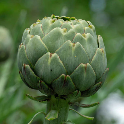 Artichokes