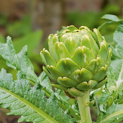 Artichokes