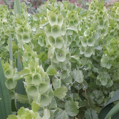 Bells of Ireland Seeds