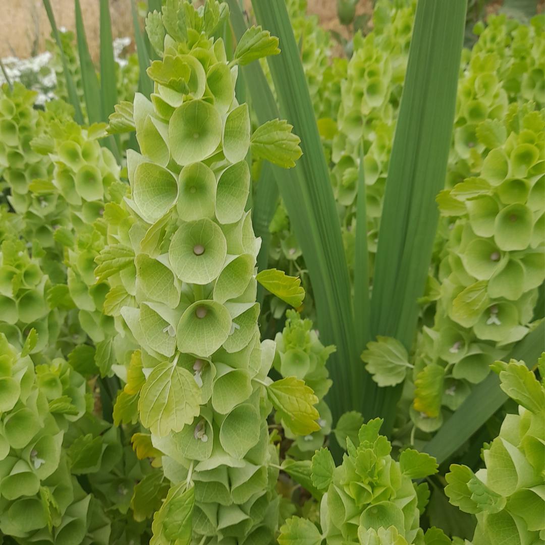 Bells of Ireland Seeds