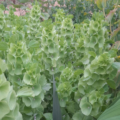 Bells of Ireland Seeds