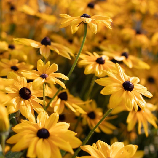 Black Eyed Susan Indian Summer Seeds