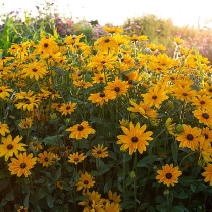 Black Eyed Susan Indian Summer Seeds