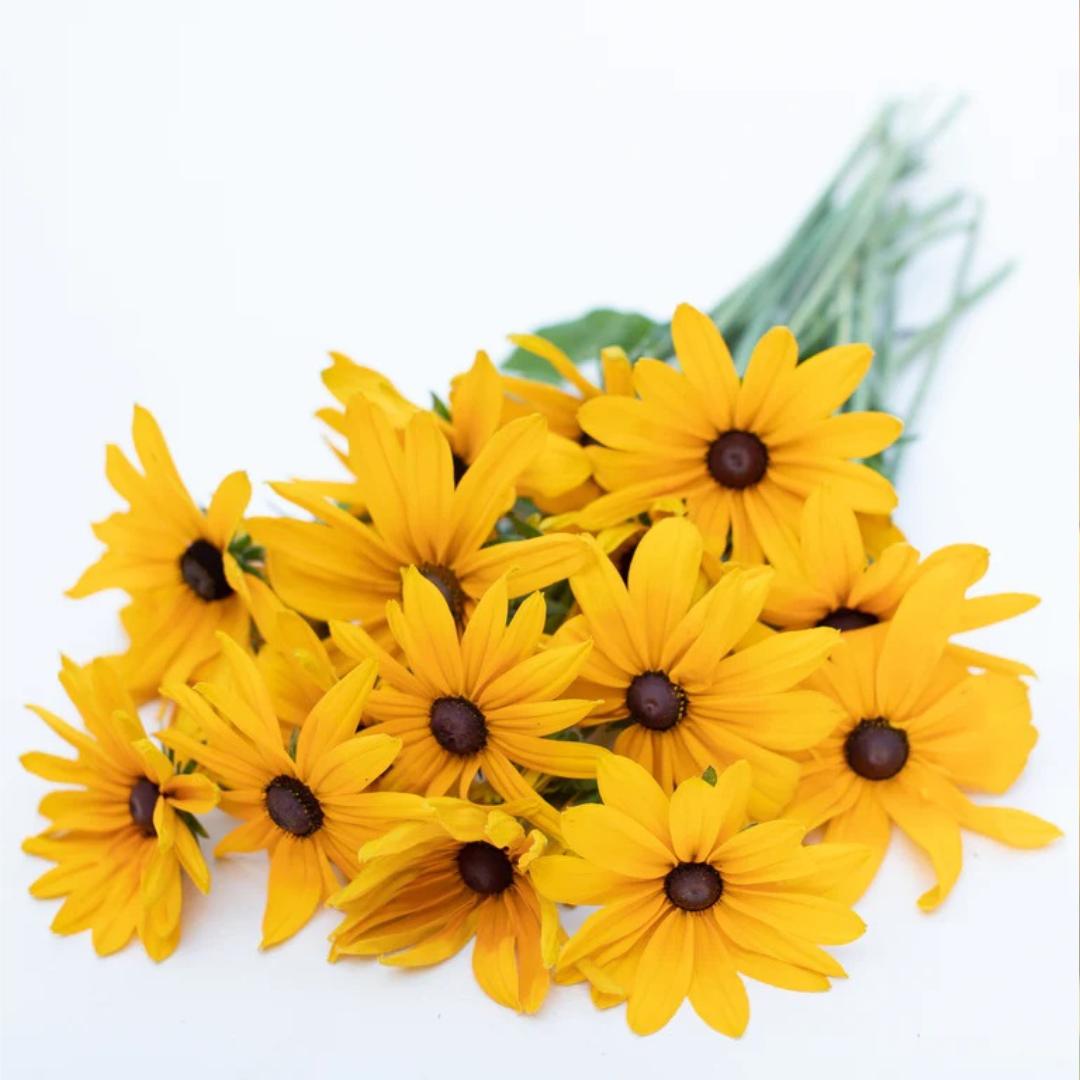 Black Eyed Susan Indian Summer Seeds