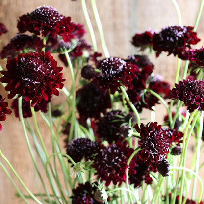 Black Knight Scabiosa Seeds