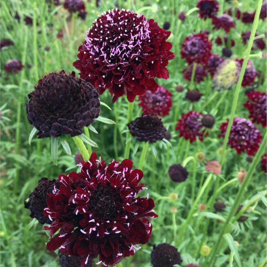 Black Knight Scabiosa Seeds