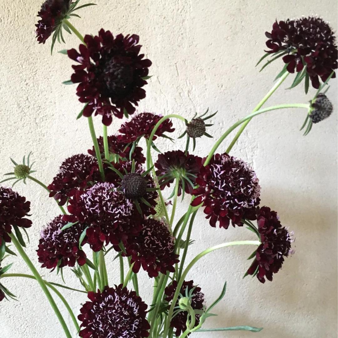 Black Knight Scabiosa Seeds