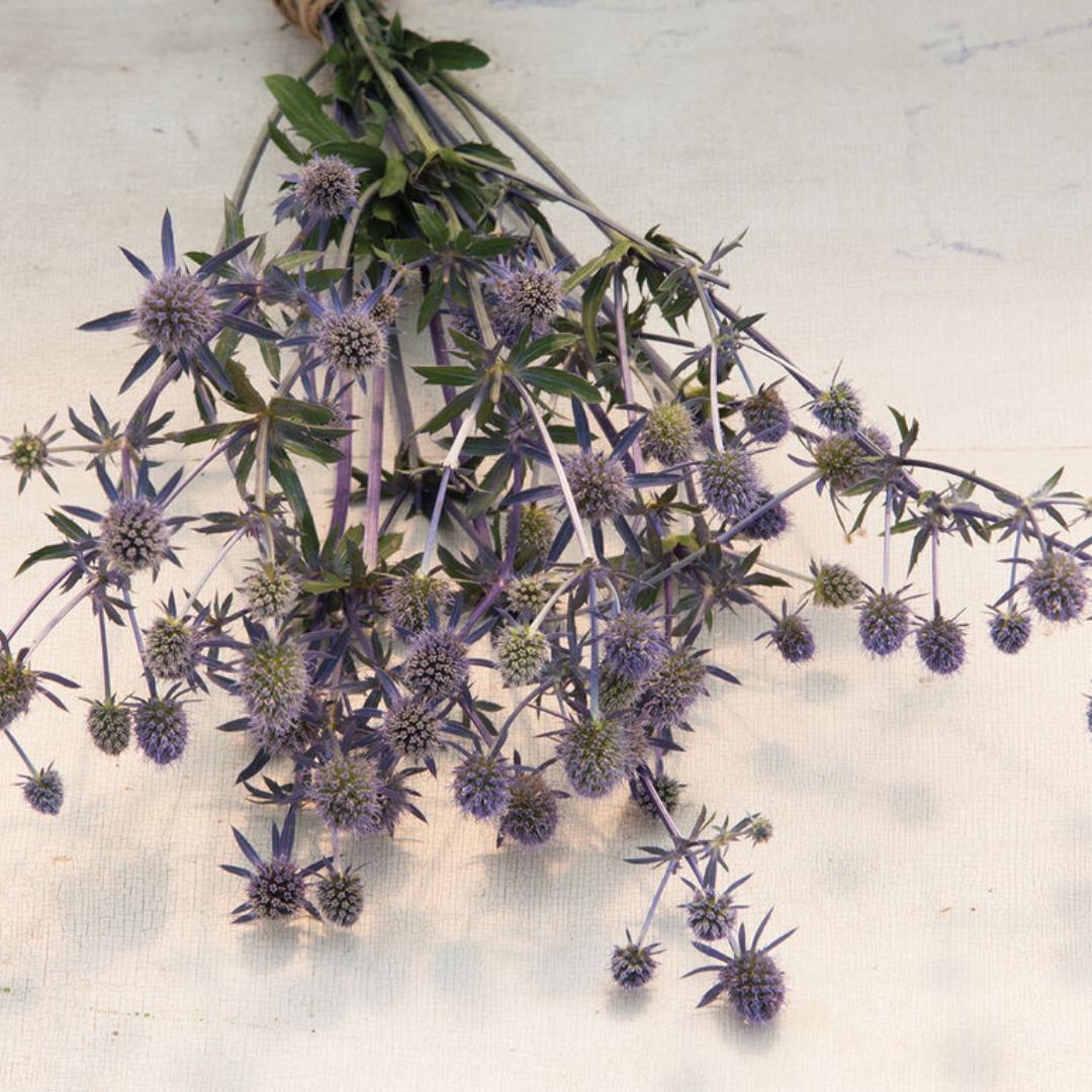 Blue Glitter Eryngium Seed