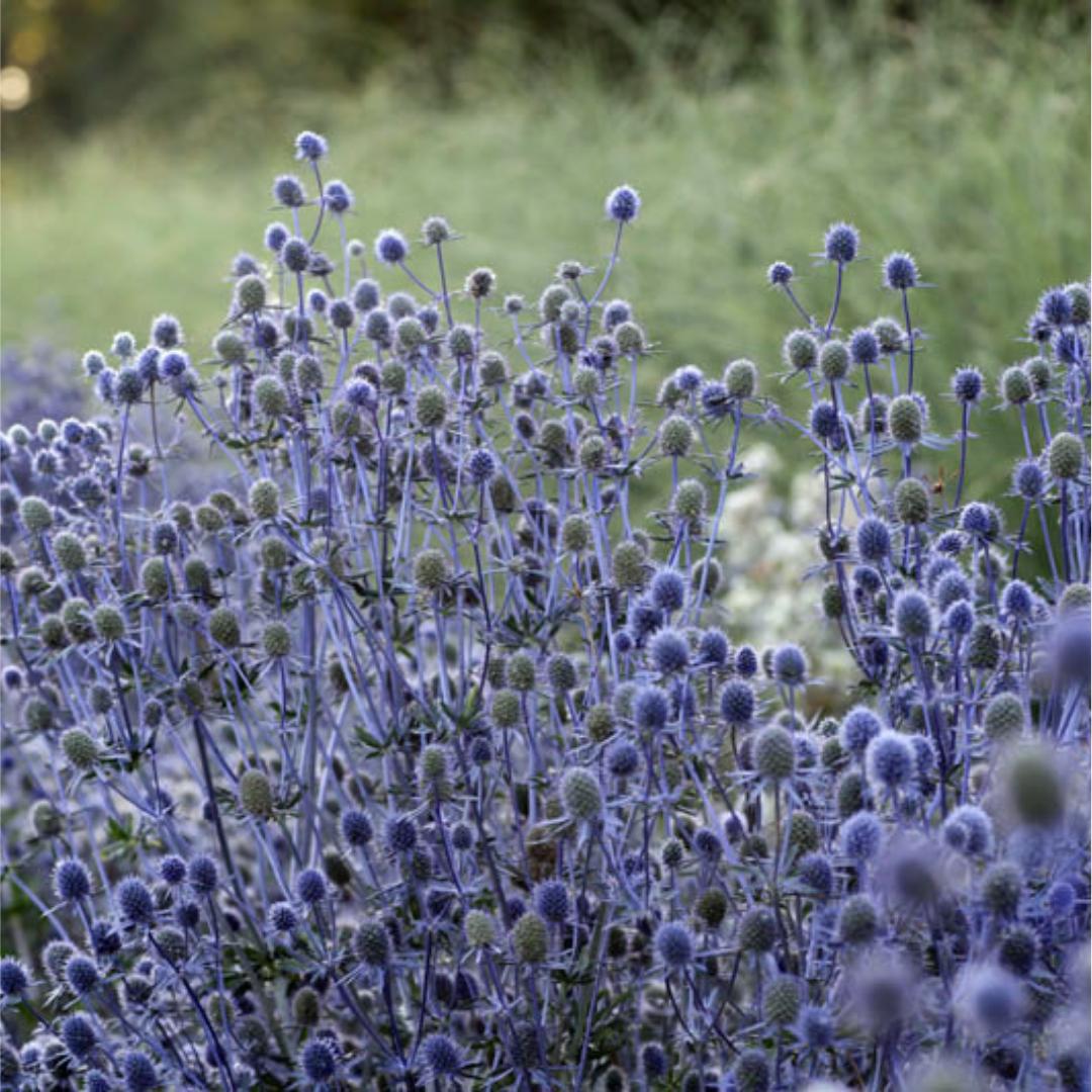 Blue Glitter Eryngium Seed