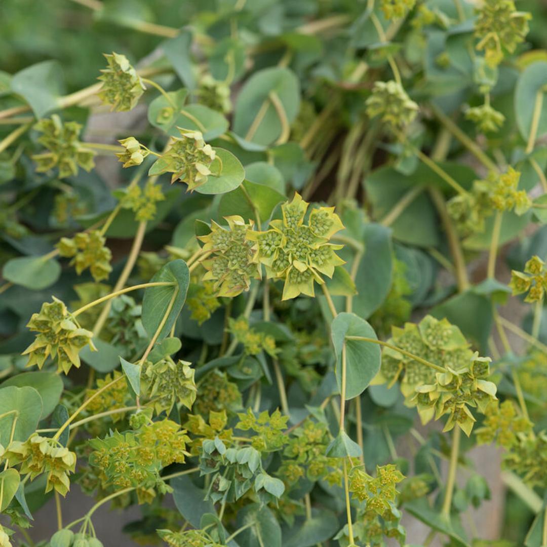 Bupleurum Seeds