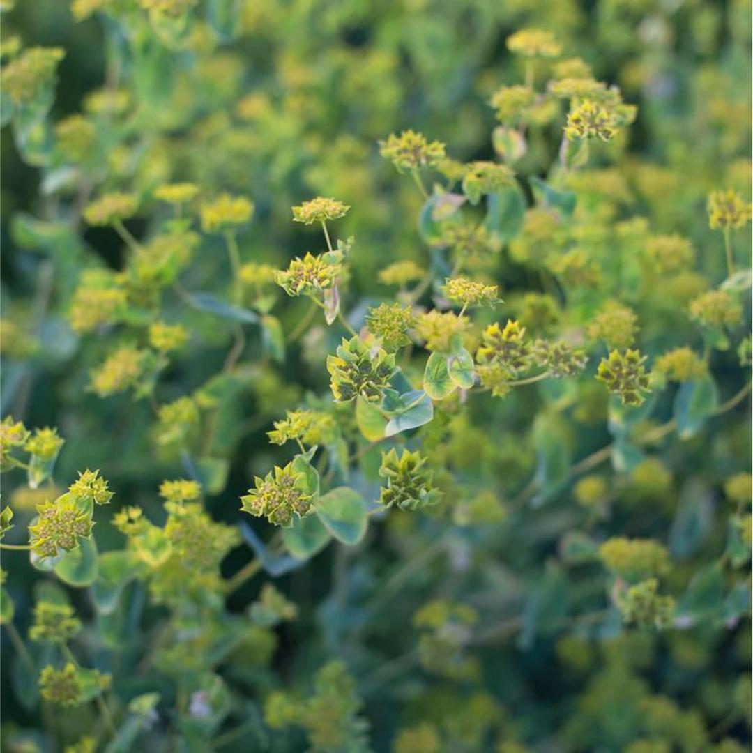 Bupleurum Seeds