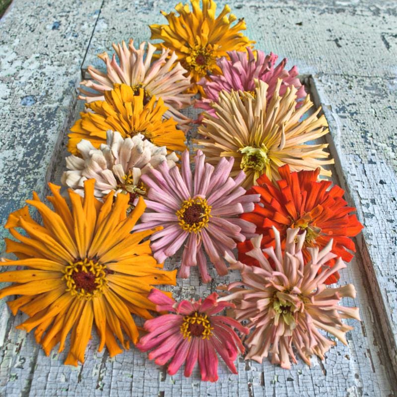Cactus Zinnia Mix Seeds