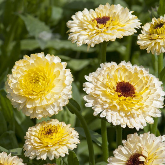 Calendula Ivory Princess Seeds