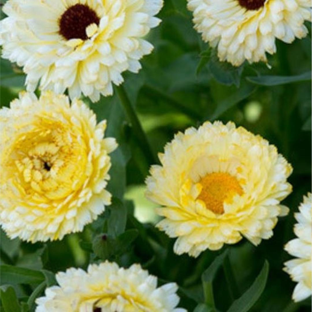 Calendula Ivory Princess Seeds