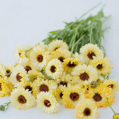 Calendula Ivory Princess Seeds