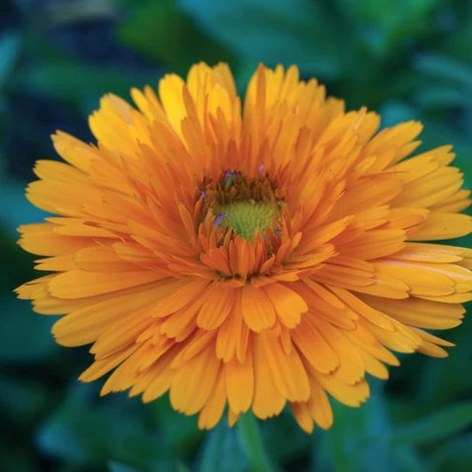 Calendula Greenheart Orange Seeds