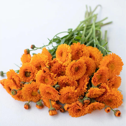 Calendula Greenheart Orange Seeds