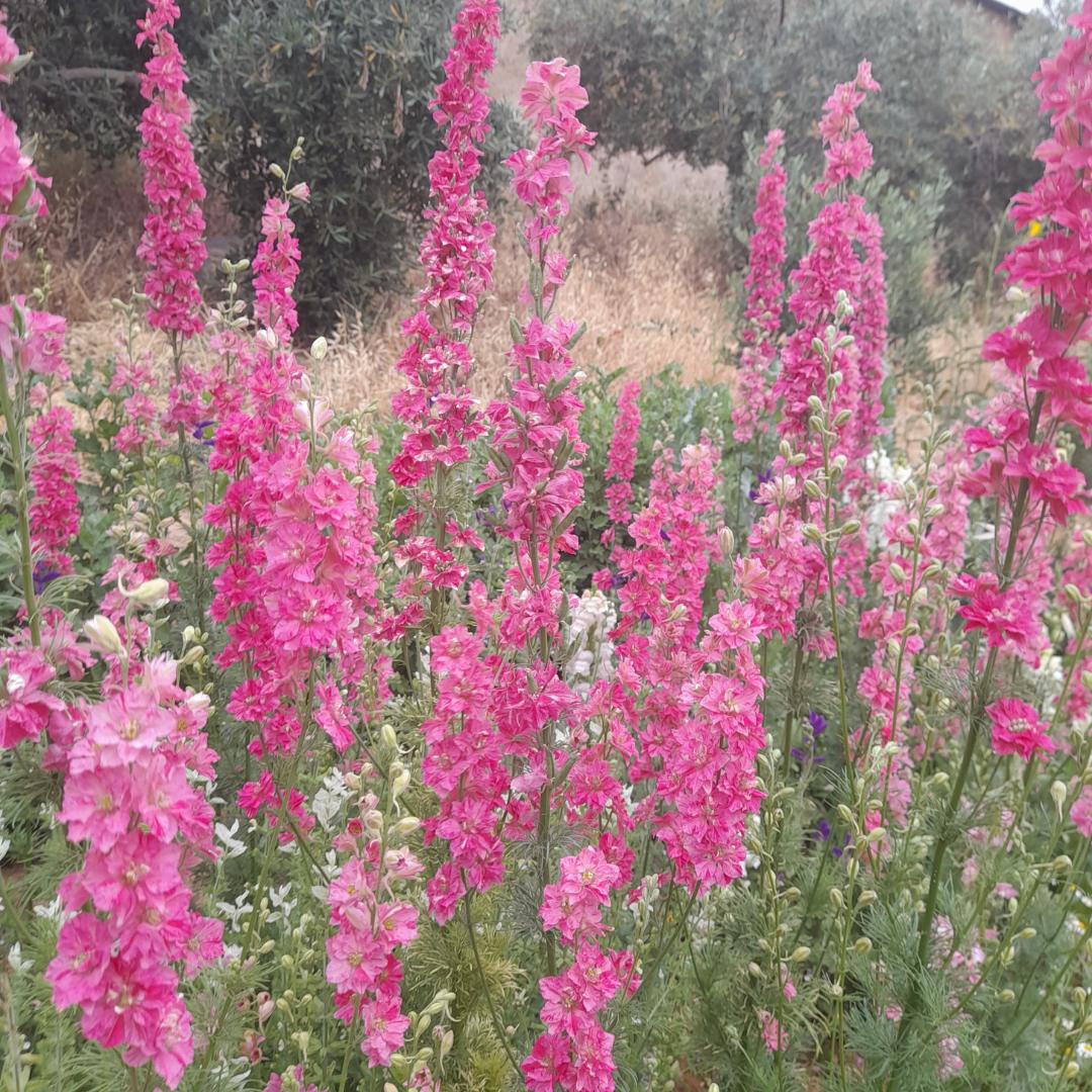 Carmine Larkspur Seeds