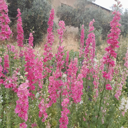 Carmine Larkspur Seeds