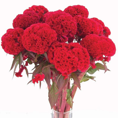 Chief Red Celosia