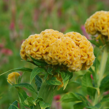 Chief Gold Celosia