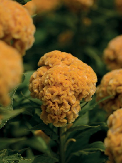 Chief Gold Celosia