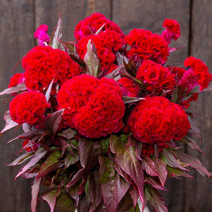 Chief Red Celosia