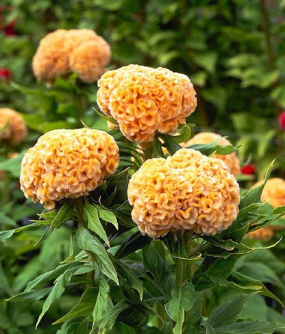 Chief Gold Celosia