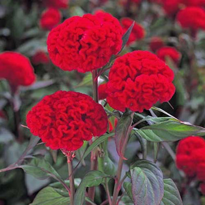 Chief Red Celosia