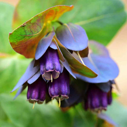 Cerinthe Seeds