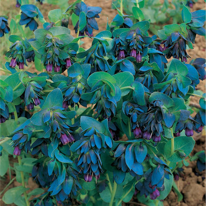 Cerinthe Seeds