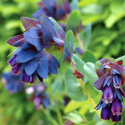 Cerinthe Seeds