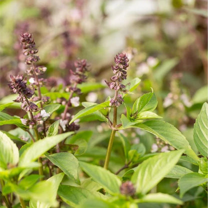 Basil Cinnamon Seeds