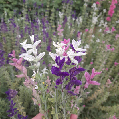 Clary Sage Clary Mix Seeds