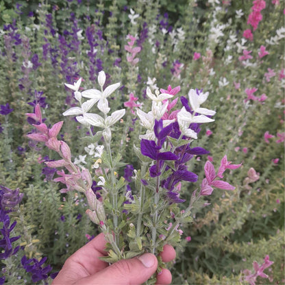 Clary Sage Clary Mix Seeds