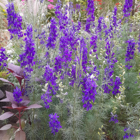 Dark Blue Larkspur seeds