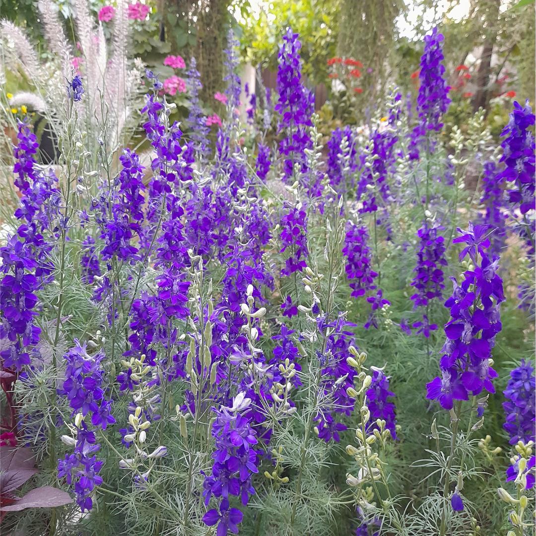 Dark Blue Larkspur seeds