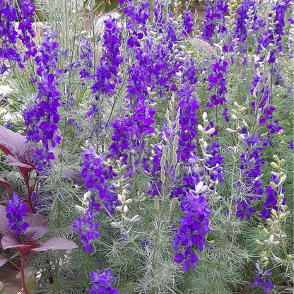 Dark Blue Larkspur seeds