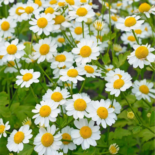 Feverfew Seeds