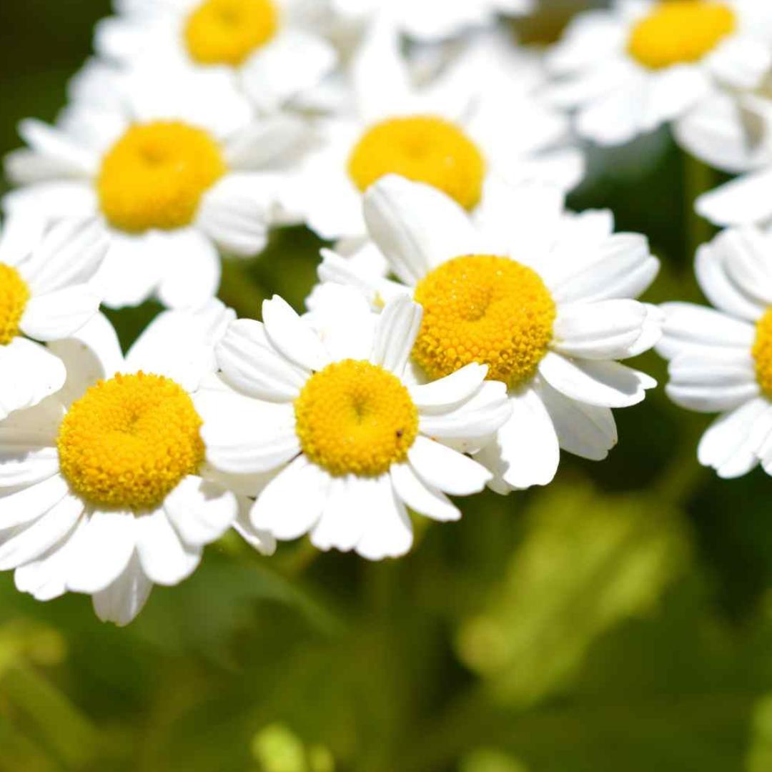 Feverfew Seeds