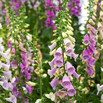 Foxglove Mix